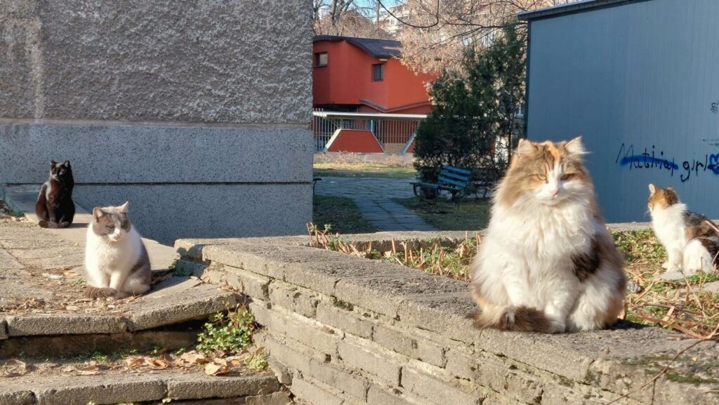 three cats on the streets of plovdiv