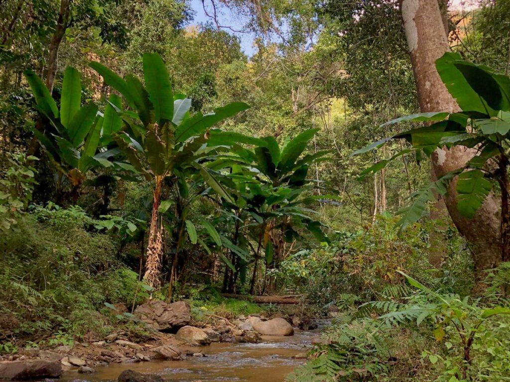 palm trees and river crossing on hua chang waterfall hike, pai