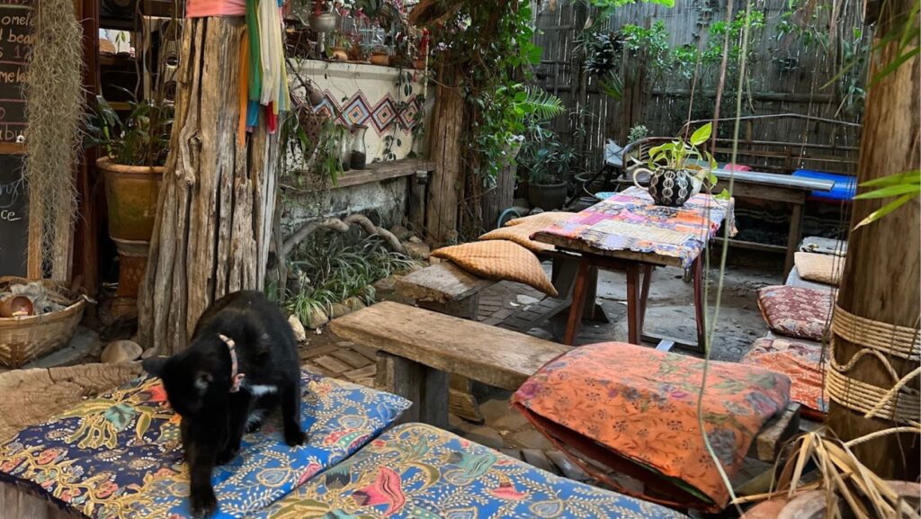 cat walking on the cushions on the floor of art in chai cafe in pai, thailand, best cafe to relax in
