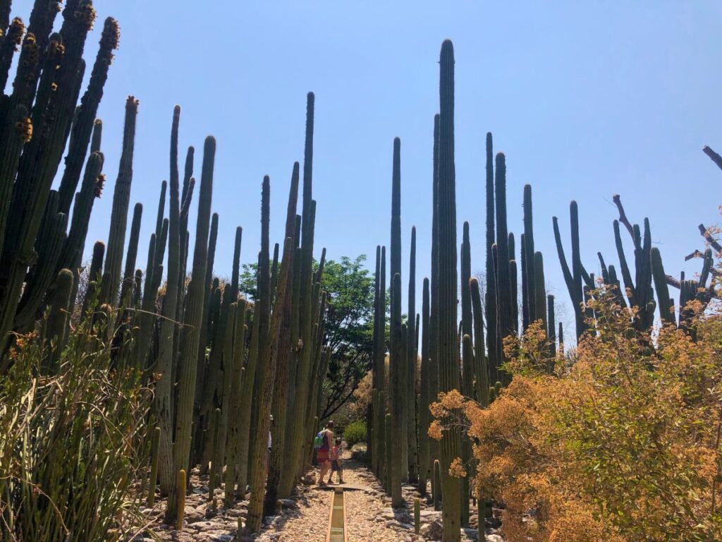 wide shot of oaxaca botanical gardens | Jardín Etnobotánico de Oaxaca