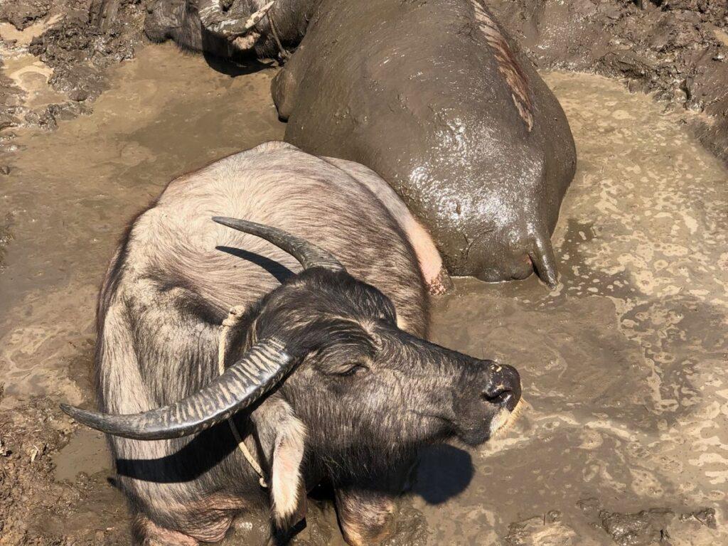 water buffalos bathing in mud near bamboo bridge, pai