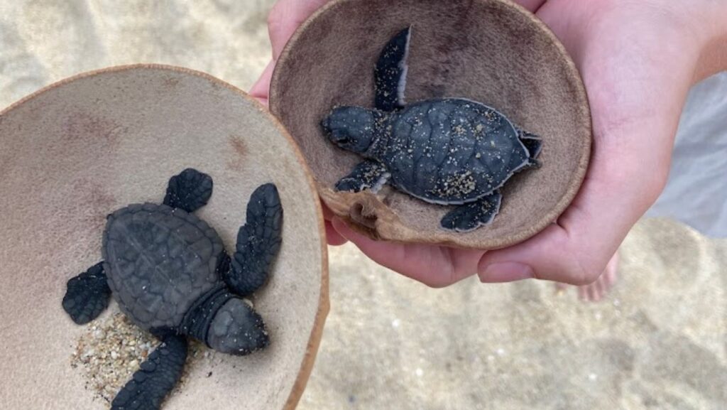 two baby turtles in a bowl ready to be released into sea on playa bacocho, puerto escondido