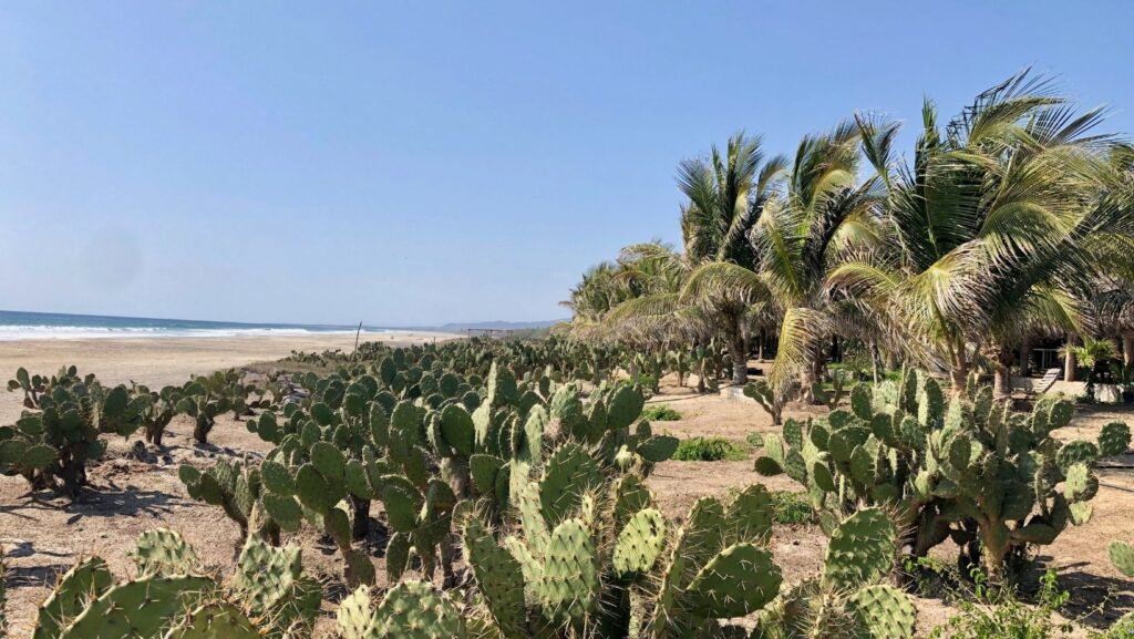 cactus on playa tierra blanca beach, coast of Oaxaca in Mexico