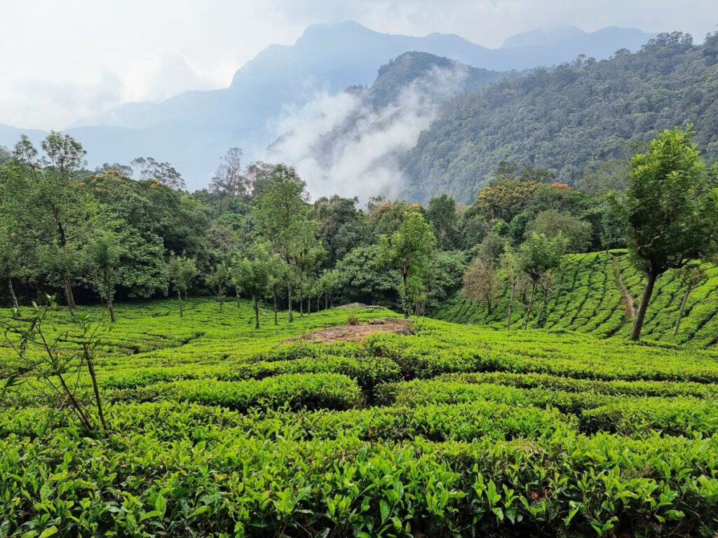 tea fields on a misty day on hike to Dolphin's Nose Point, Coonoor, best hike to do in Coonoor