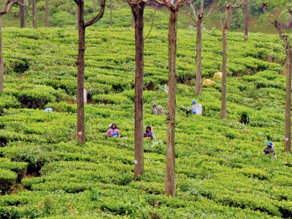 Women picking tea working in field coonoor, tamil nadu