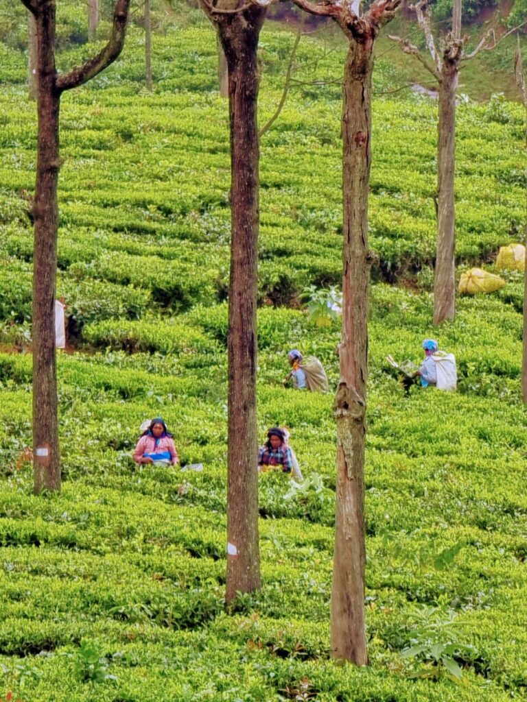 hiking in the Niligri tea fields, Coonoor, Tamil Nadu - best thing to do