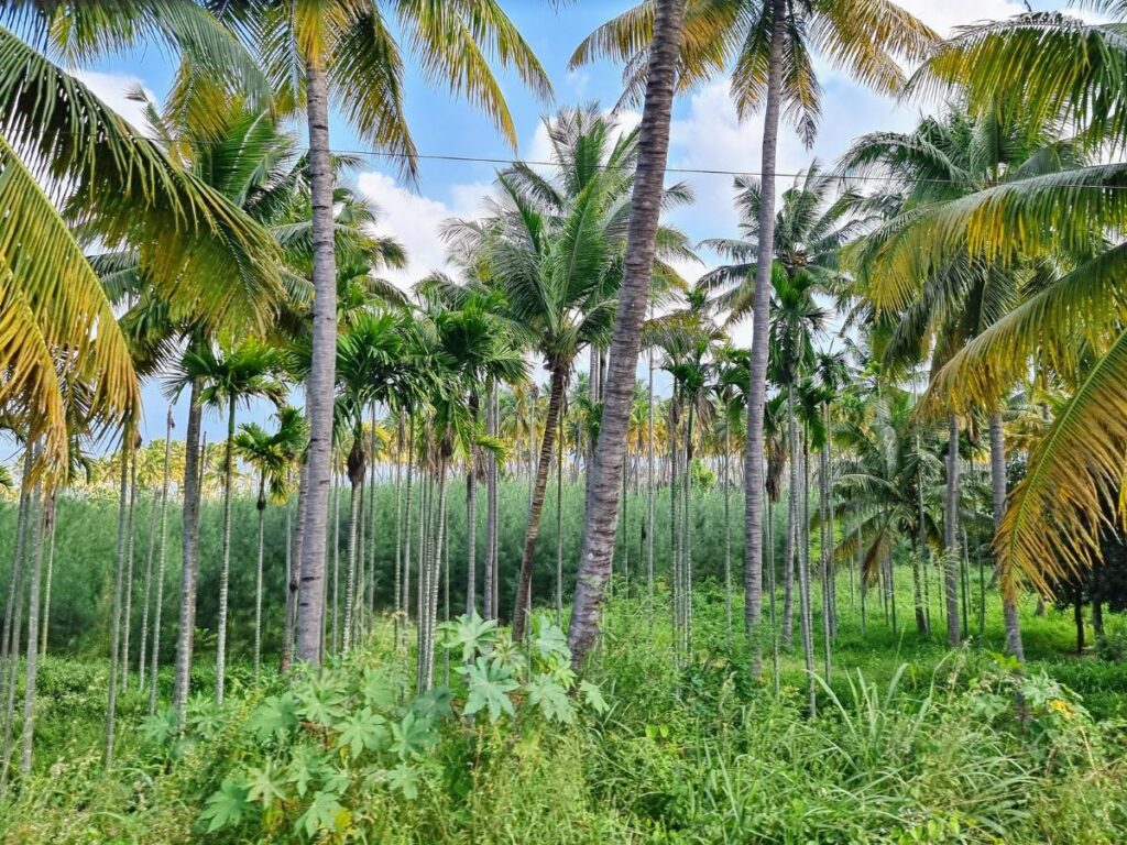Hundreds of coconut trees in a row in Kerala, India