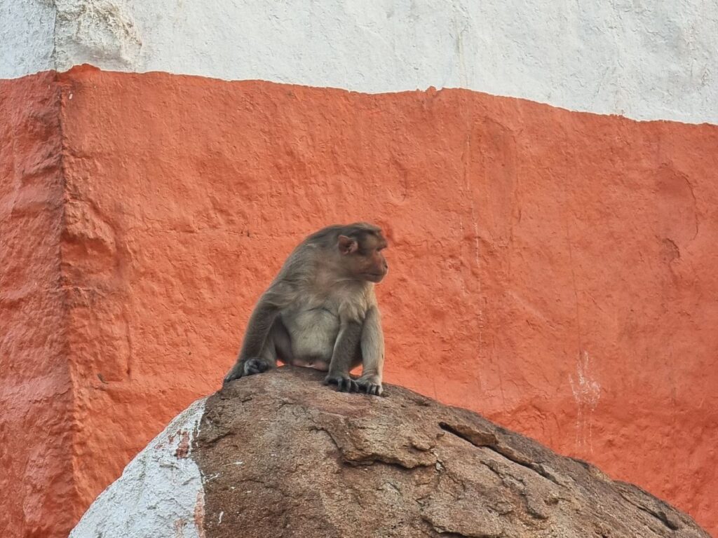 cheeky monkey posing near Shri Anjaneya Janmasthala Temple on Anjanadri Hill, Hanumanahalli.