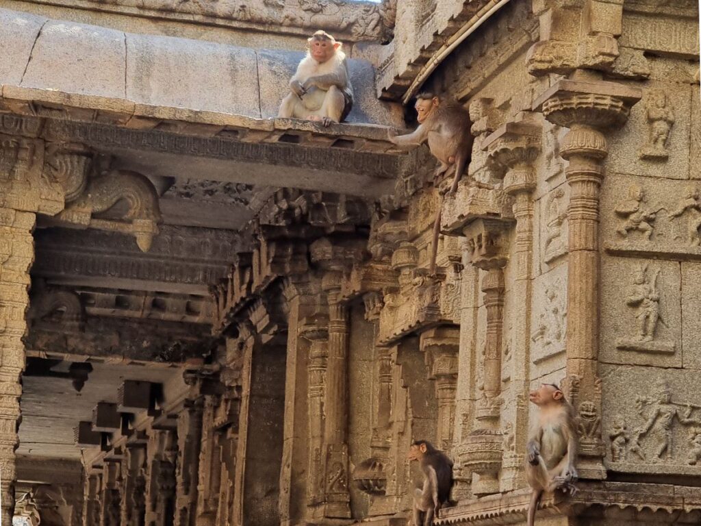 three monkeys at virupaksha temple in south hampi, wonderful thing to visit