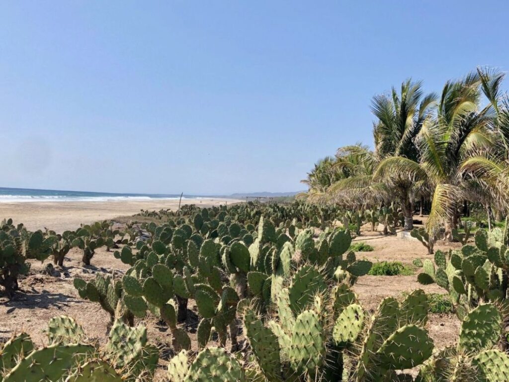 cactus on secluded beach at Playa Tierra Blanca, a great day trip from puerto escondido