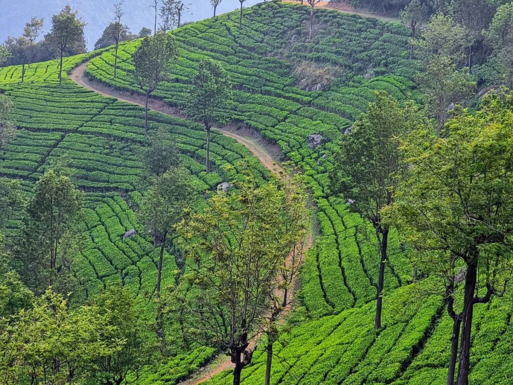 view of niligri tea fields at pakkasuran peak in Coonoor, great day trip from Coonoor