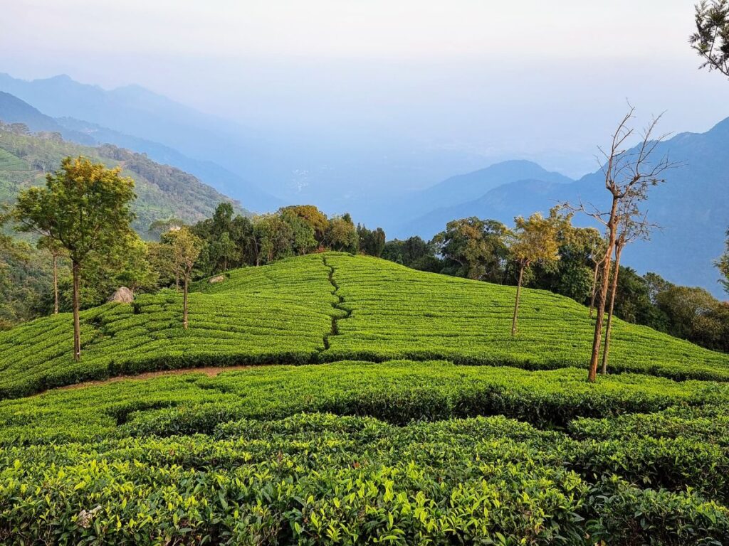nilgiri tea fields at tiger hill coonoor, best thing to do in Coonoor at sunset