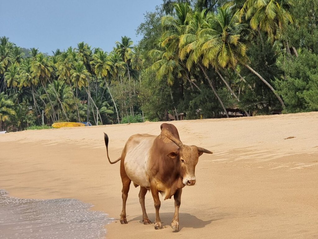 Cow walking on empty beach near Palolem, Goa.