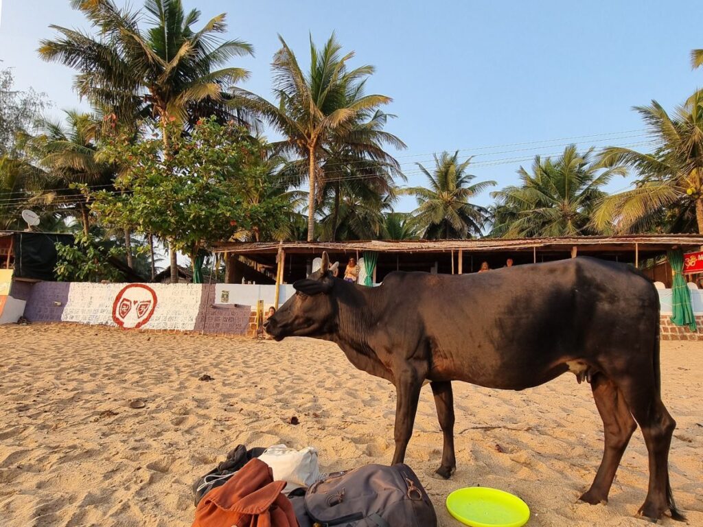 Cow relaxing on Om Beach in India, Gokarna