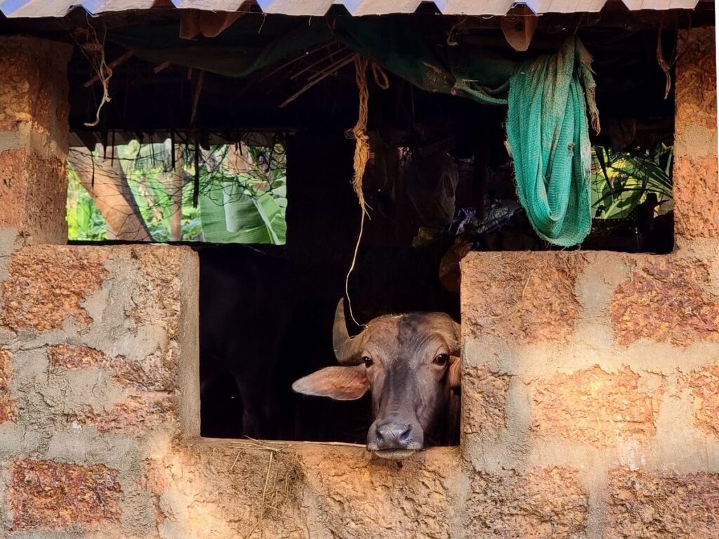 water buffallo looks out of barn in North Hampi, local area of Hampi and best for backpackers