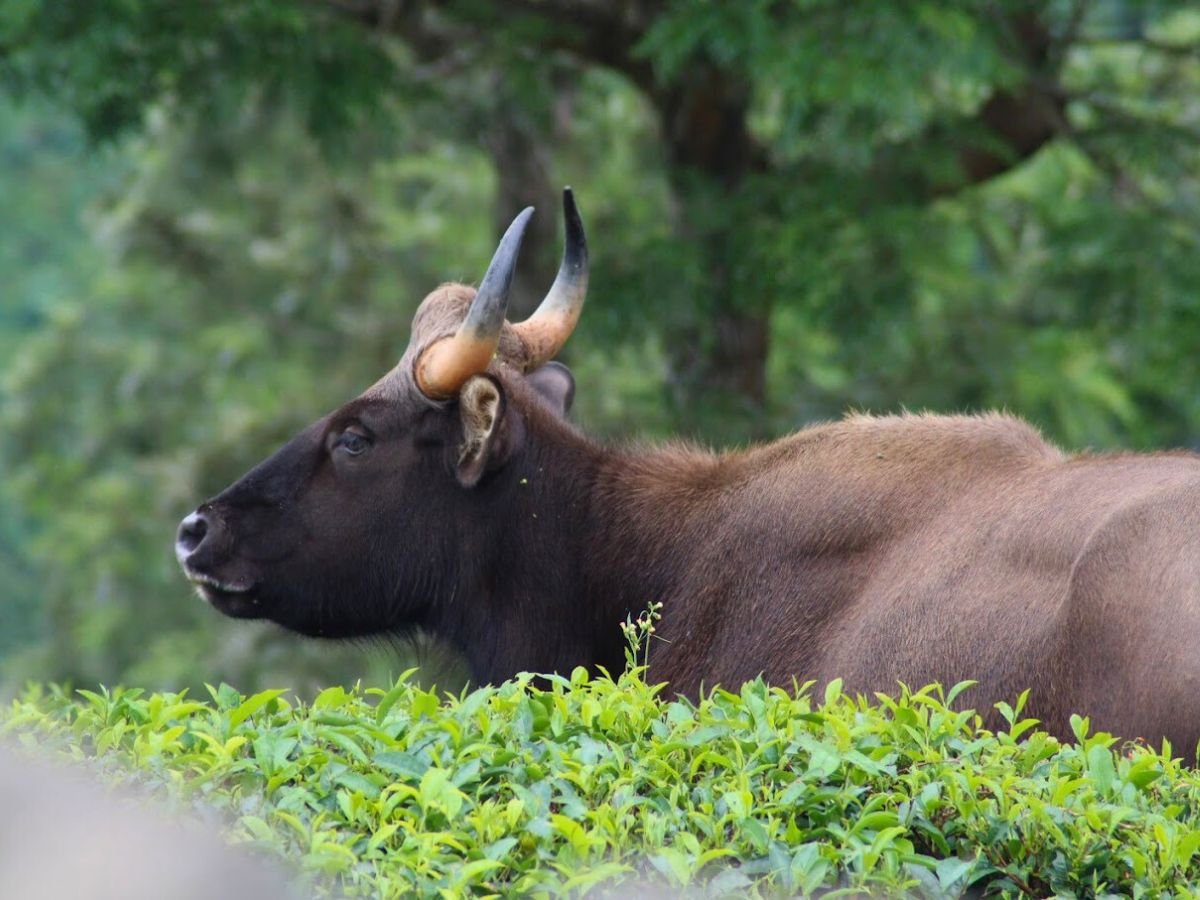 Bison in Coonoor, India