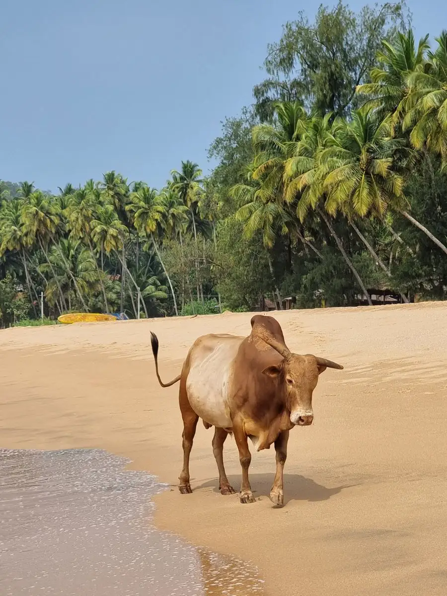 Cow walking on Palolem beach in South India
