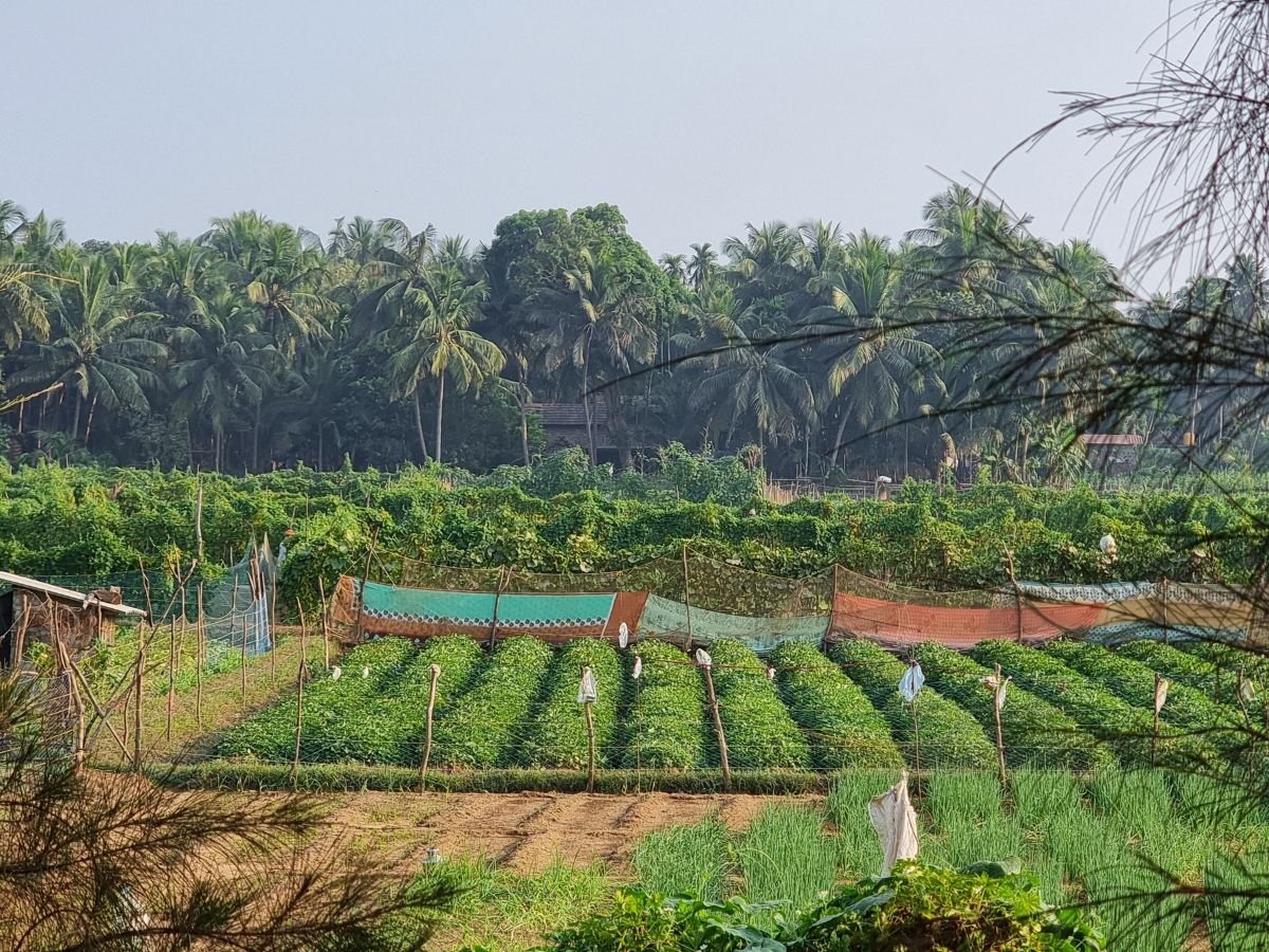 Farm fields in Gokarna near Revibe Hostel