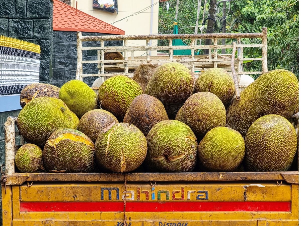 Jackfruit on back of truck, Varkala, Kerala
