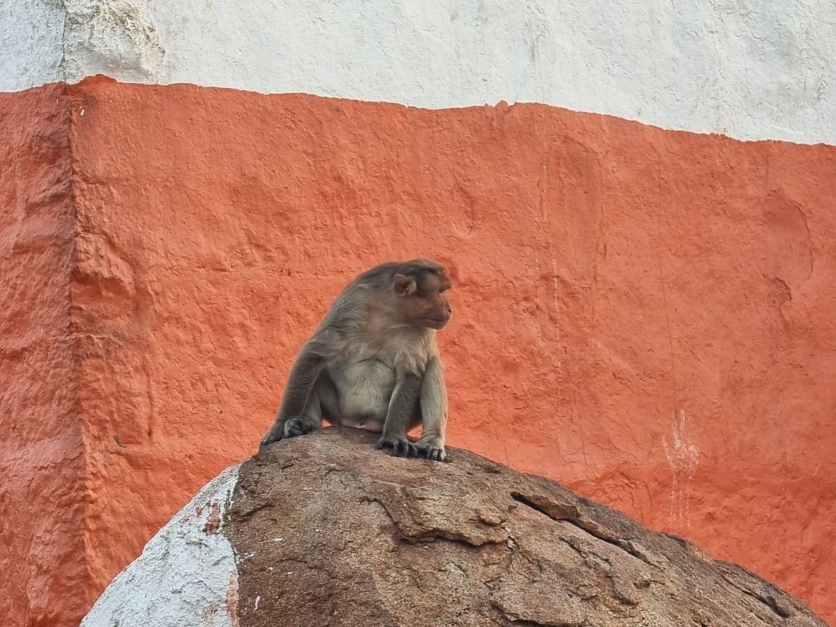 Monkey Anjanadri Hill Hampi