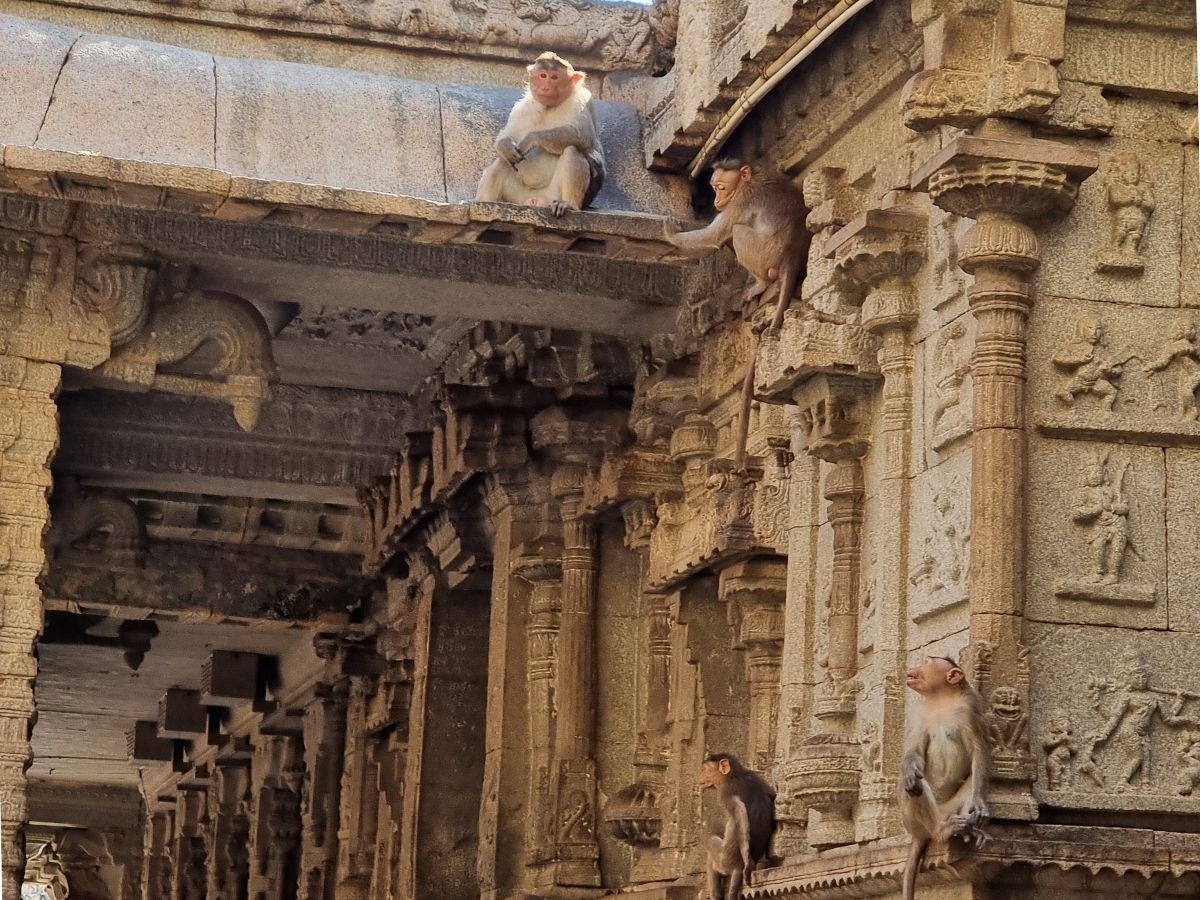 Monkeys at Virpaksha Temple in Hampi
