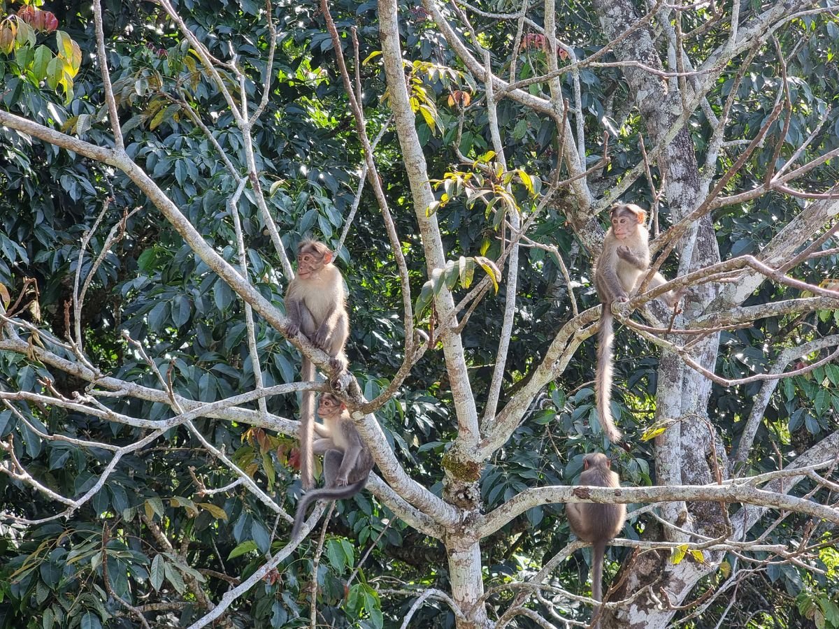 Monkeys in a tree in hostel in Munnar, Kerala
