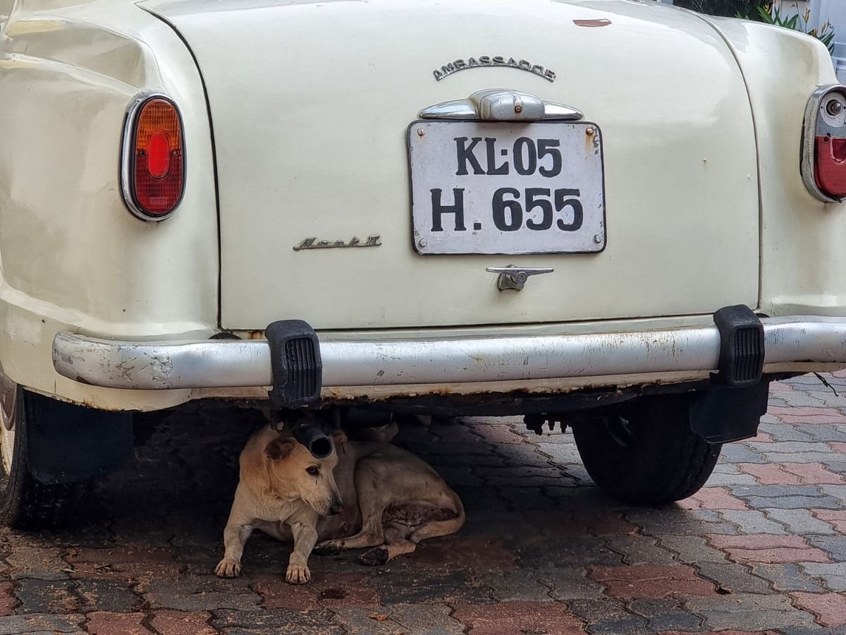 Dog sitting underneath car on street in Fort Kochi, Kerala